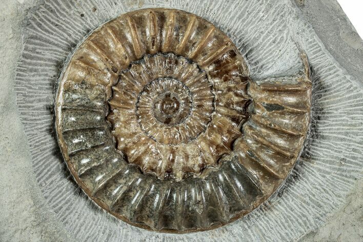 Beautiful, Ammonite (Arnioceras) Fossil - England #240738